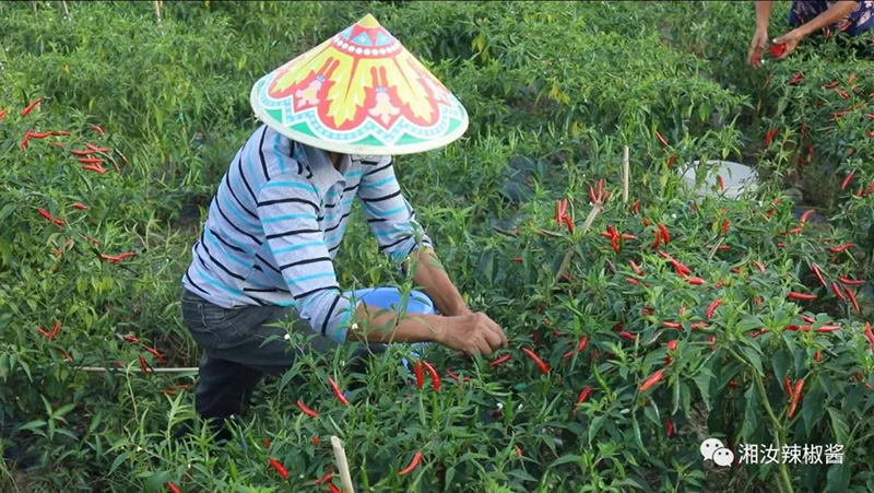 人民网丨汝城县辣椒小镇：