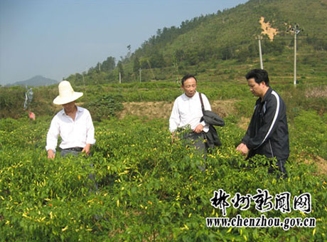 汝城“湘汝”牌泡椒技改投产畅销全国市场